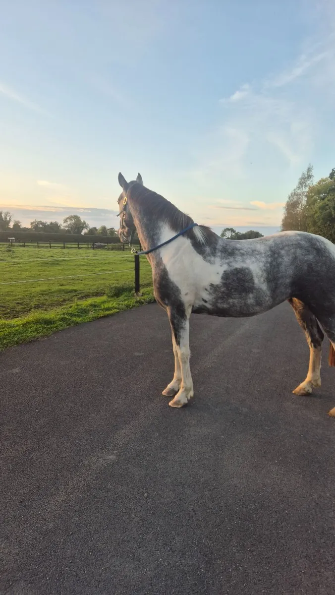 Horse - Image 4