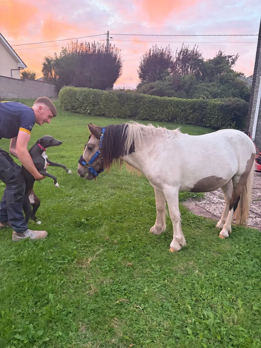 pony - Image 1