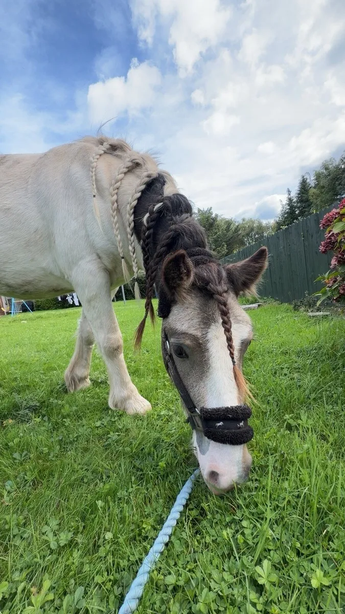 pony - Image 2
