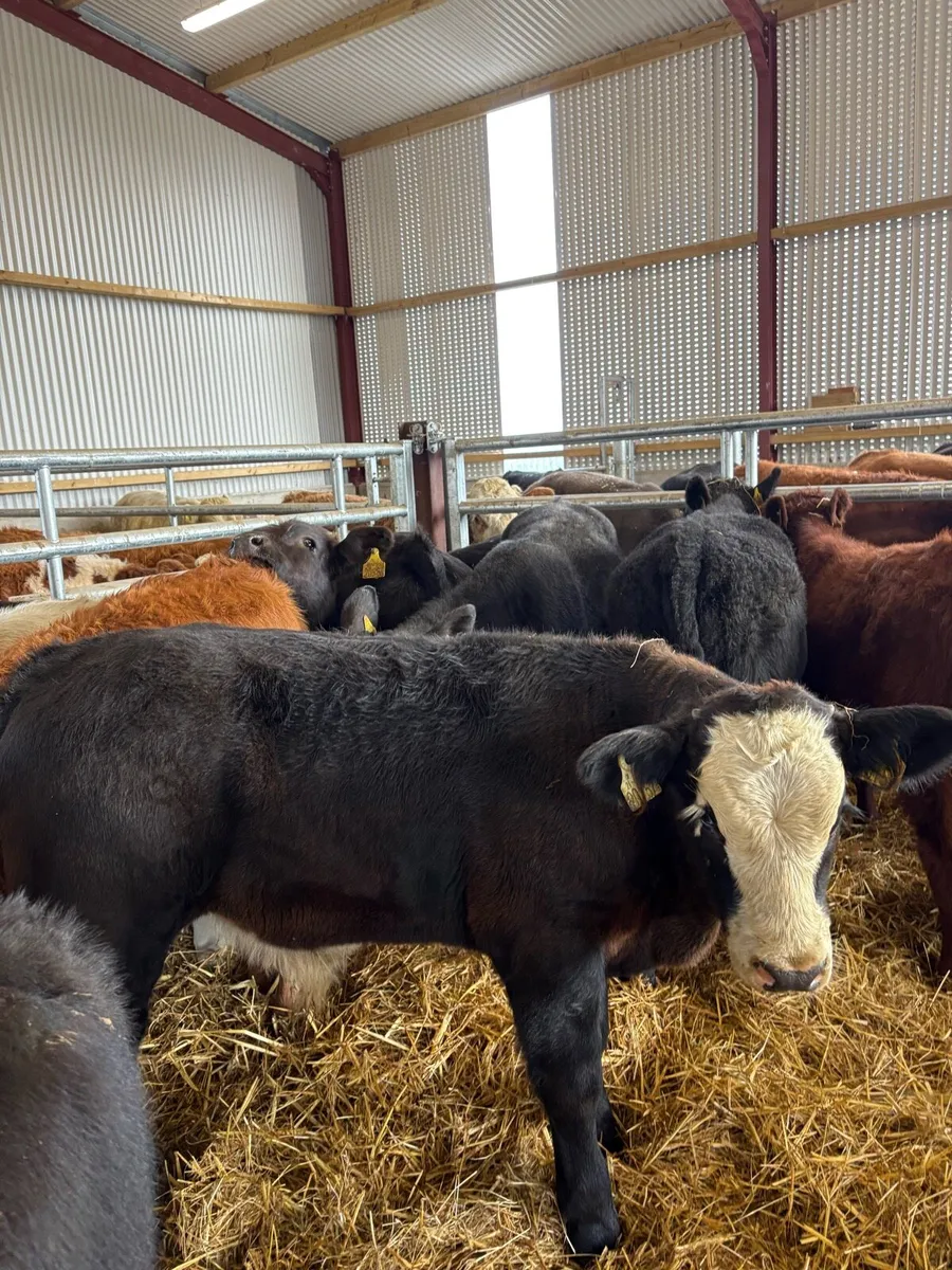12 super duper 200kg suckler bred bull Weanlings🔥 - Image 1