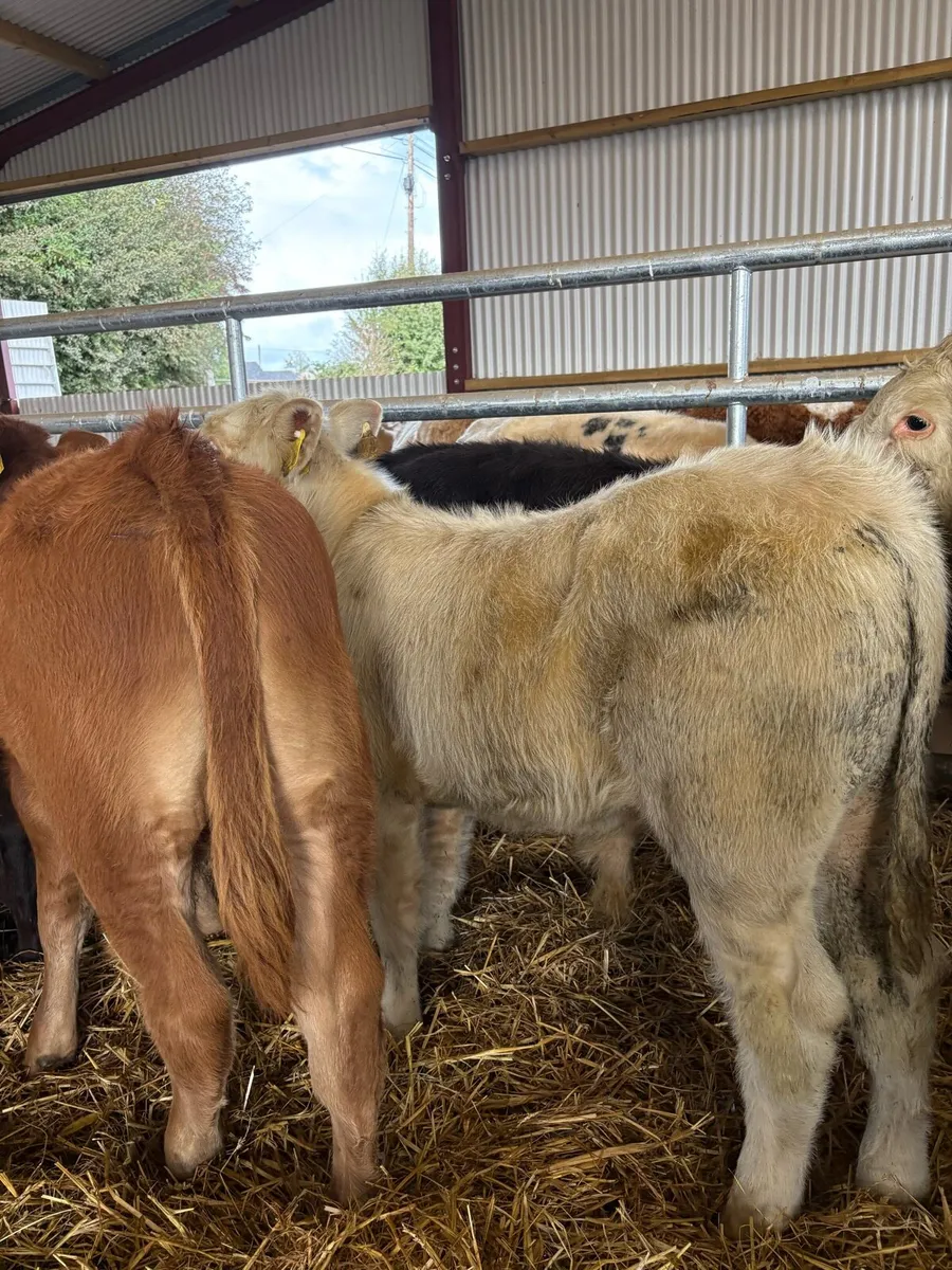 12 super duper 200kg suckler bred bull Weanlings🔥 - Image 2