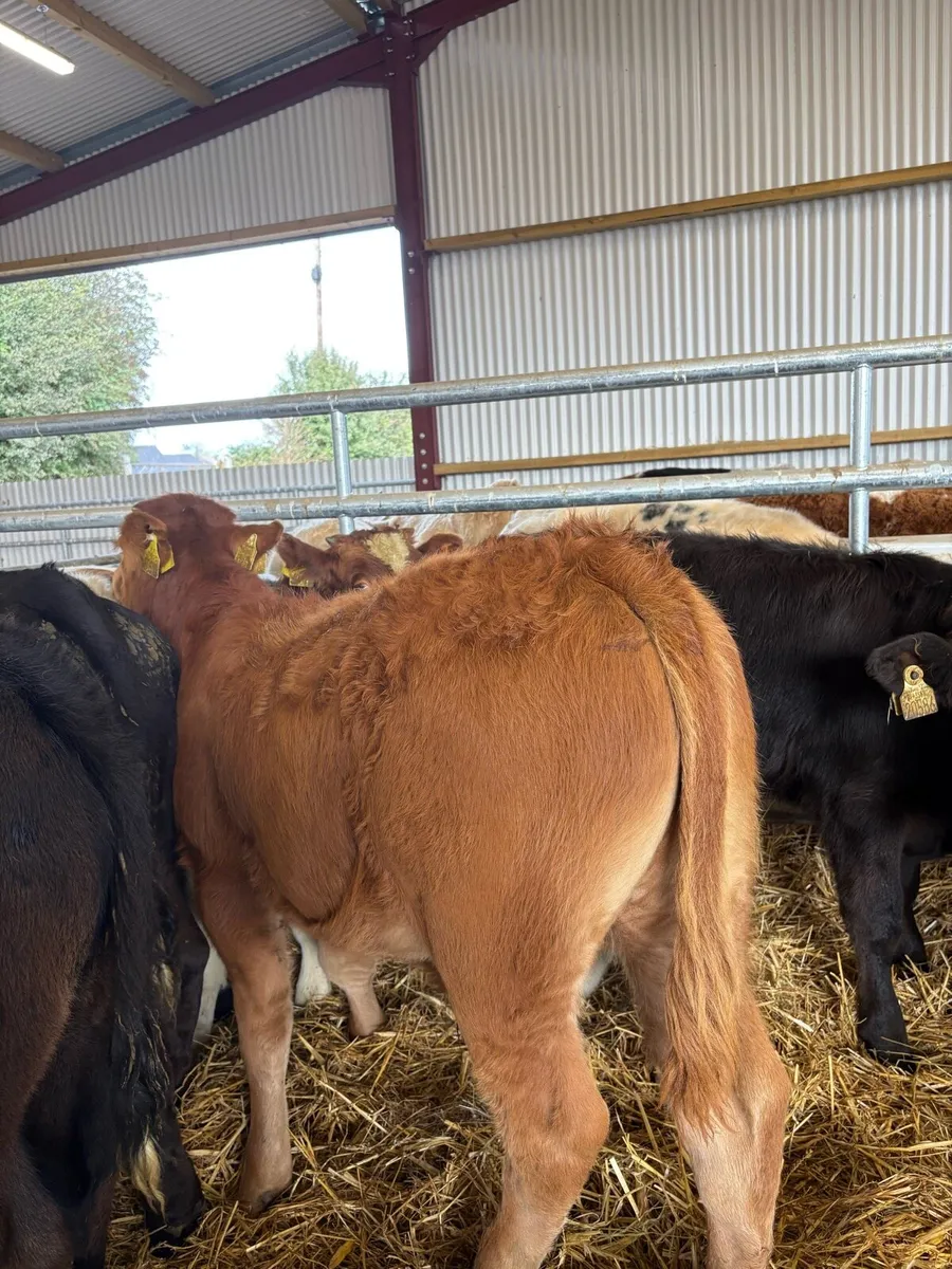 12 super duper 200kg suckler bred bull Weanlings🔥 - Image 3