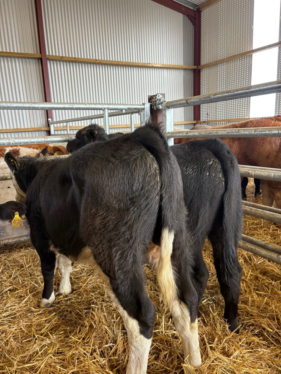 12 super duper 200kg suckler bred bull Weanlings🔥 - Image 4