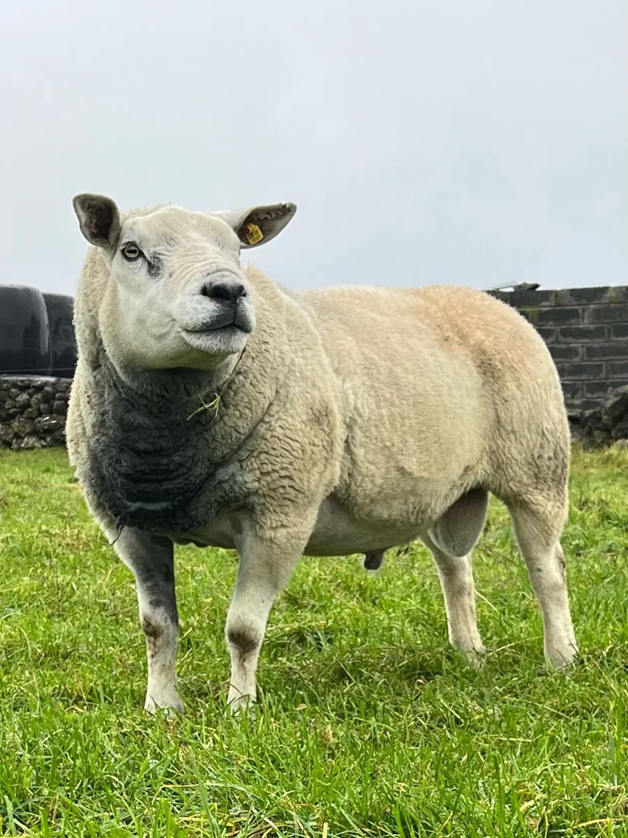 Texel Ram - Image 1