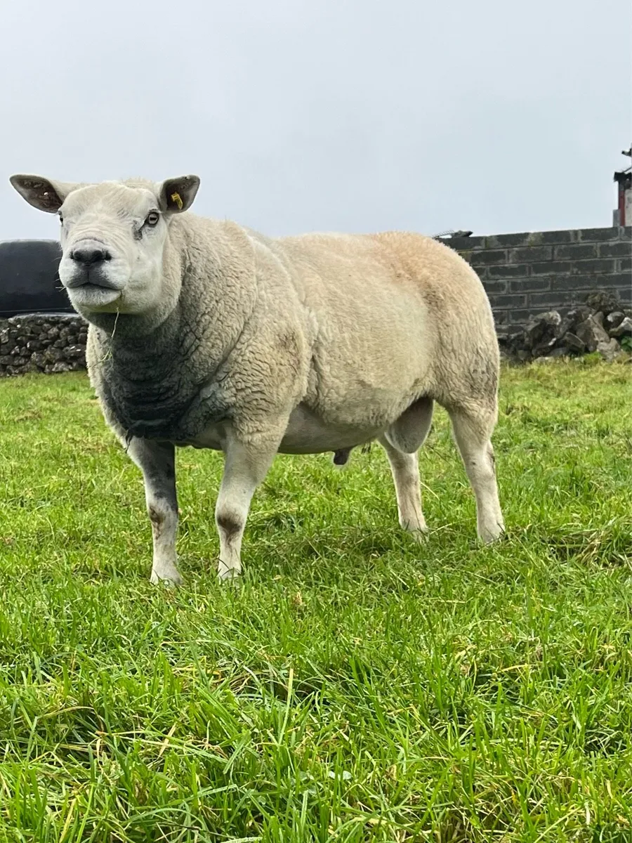 Texel Ram - Image 2