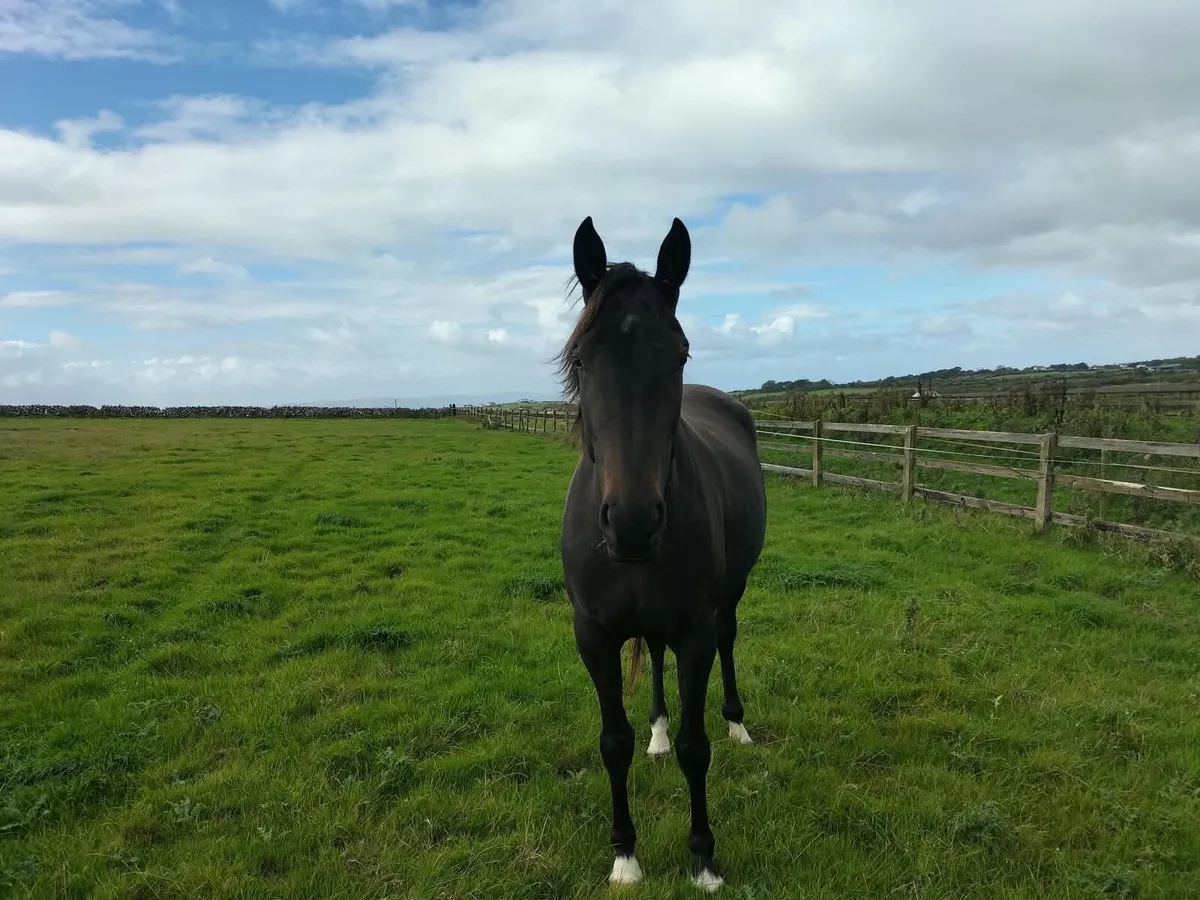 3 Year Old Filly Half Bred Unbroken - Image 4
