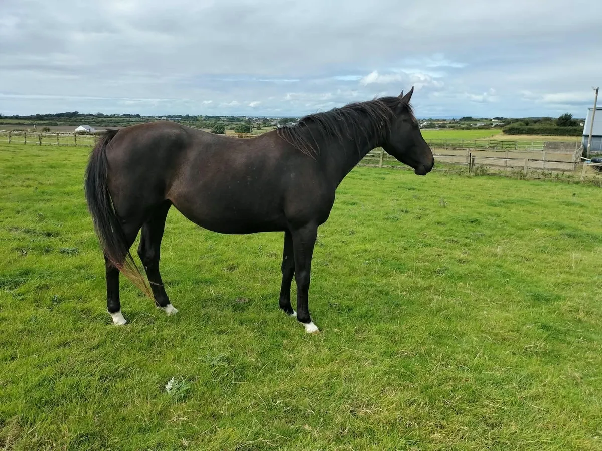 3 Year Old Filly Half Bred Unbroken - Image 1
