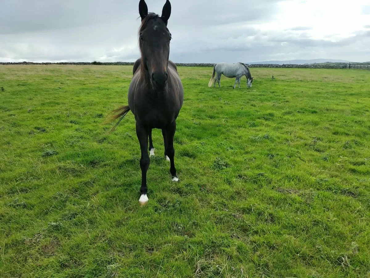 3 Year Old Filly Half Bred Unbroken - Image 2