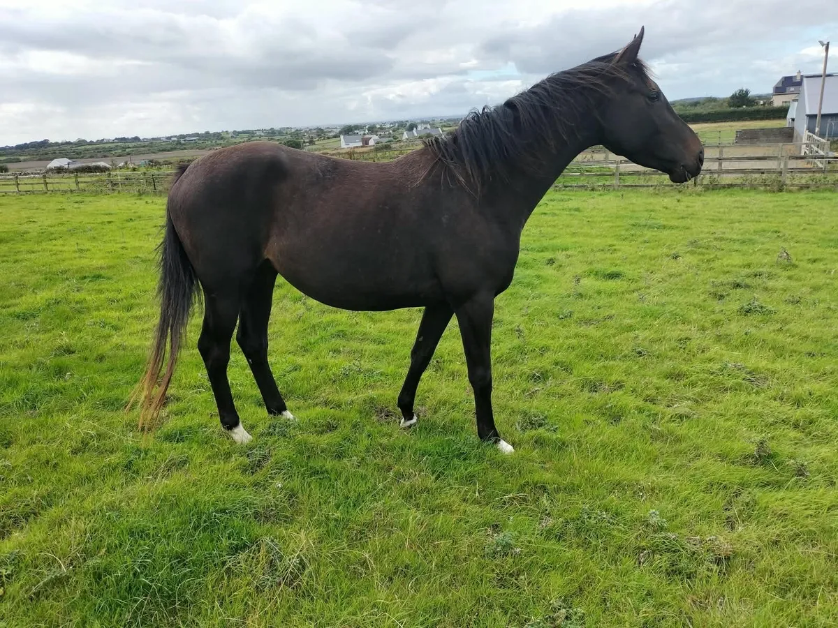 3 Year Old Filly Half Bred Unbroken - Image 3