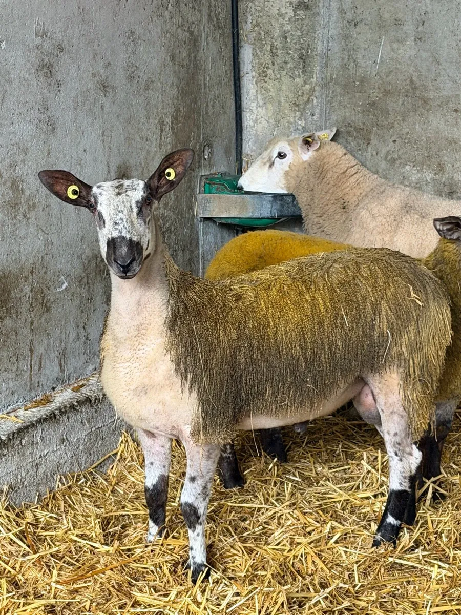 Ram - Image 3
