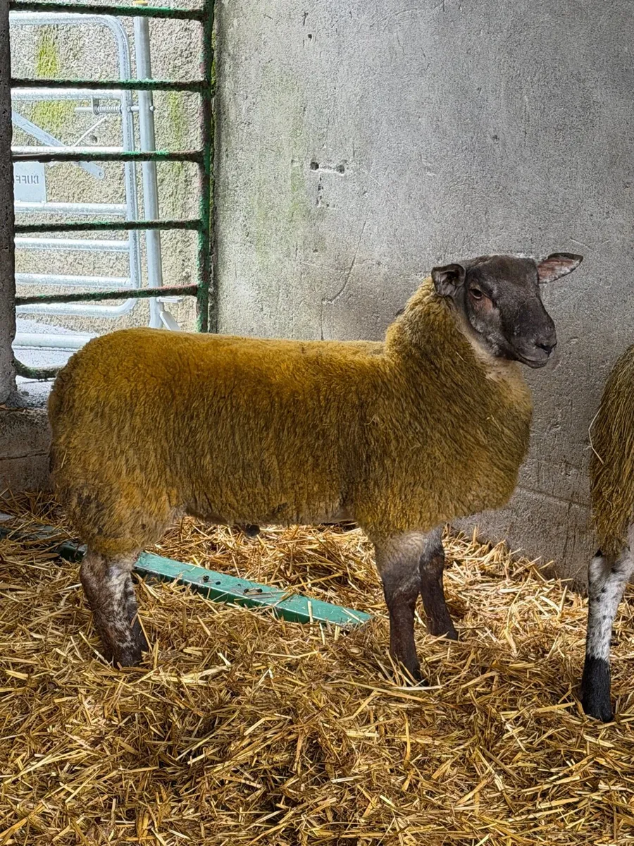 Ram - Image 4