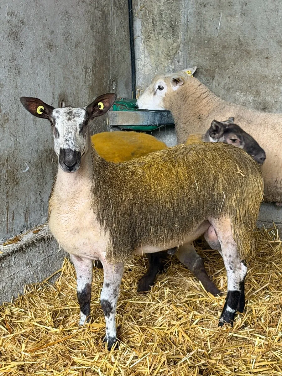 Ram - Image 1