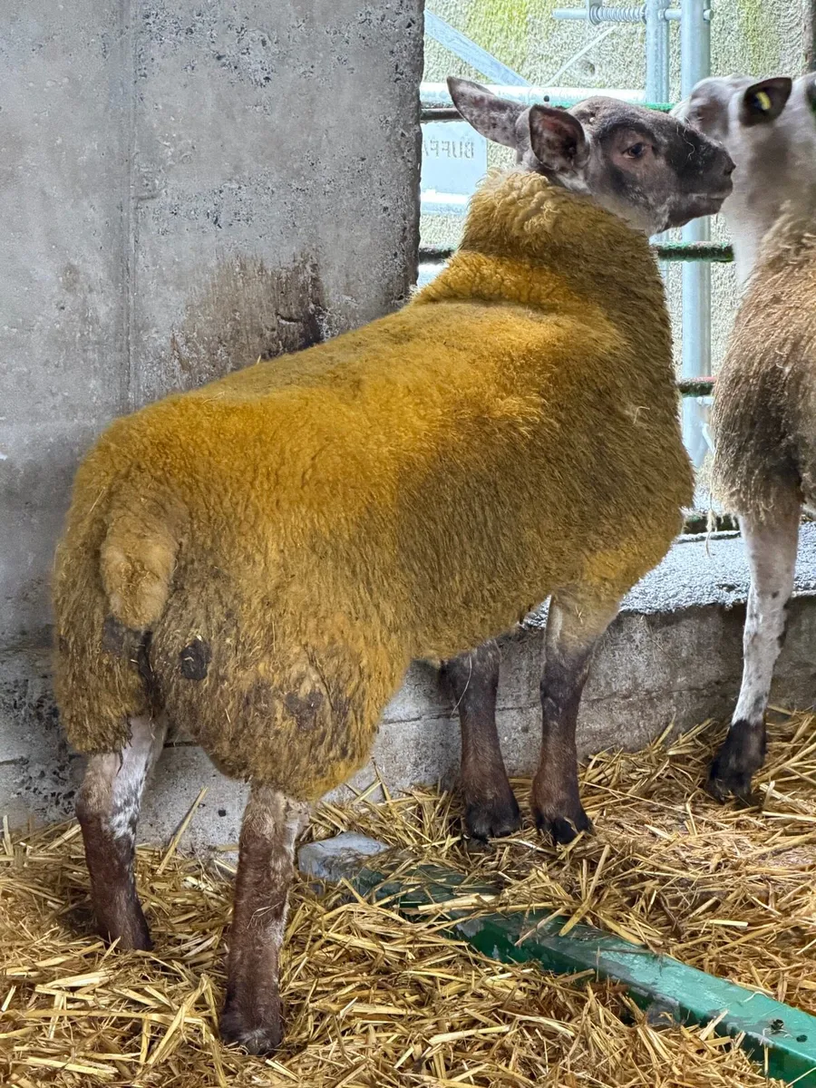 Ram - Image 2
