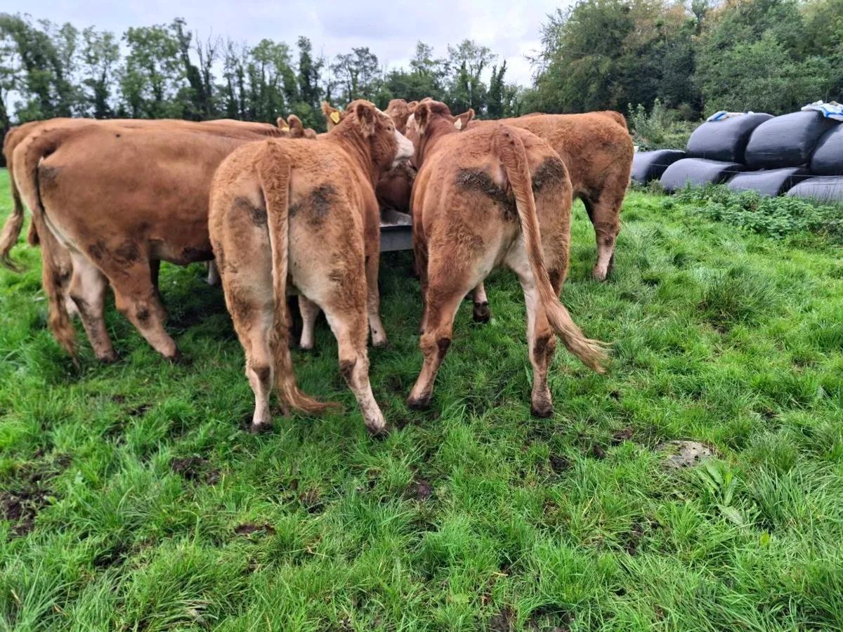 Heifers for carrigallen mart on Thursday 8th Oct. - Image 2