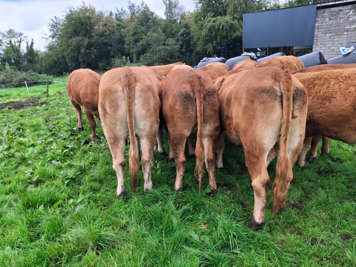 Heifers for carrigallen mart on Thursday 8th Oct. - Image 3