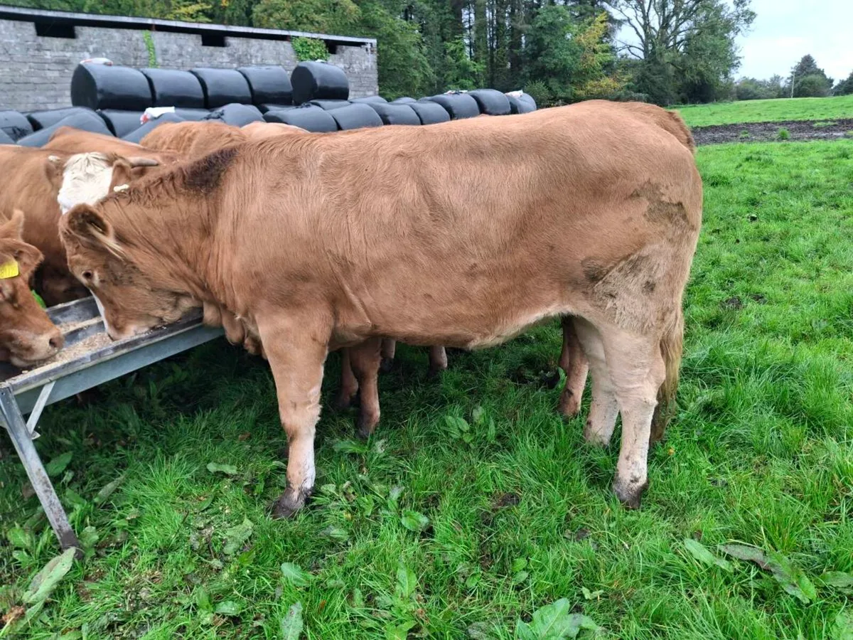 Heifers for carrigallen mart on Thursday 8th Oct. - Image 4