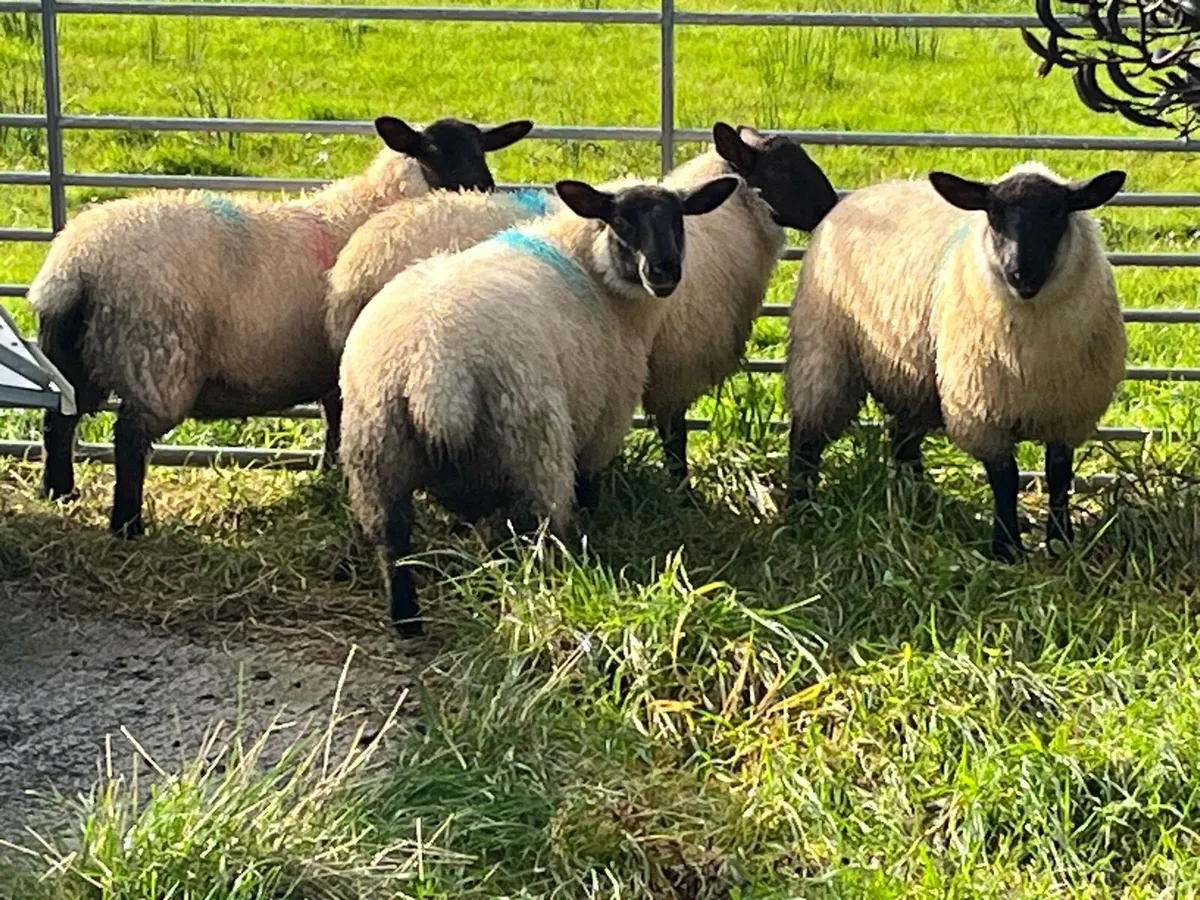 Organic Cheviot/suffolf cross ewe lambs - Image 1