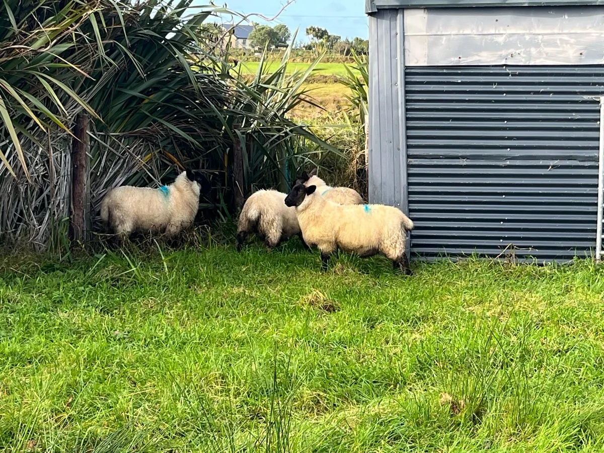Organic Cheviot/suffolf cross ewe lambs - Image 4