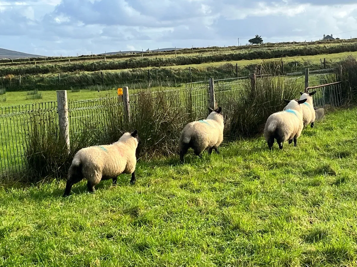 Organic Cheviot/suffolf cross ewe lambs - Image 2