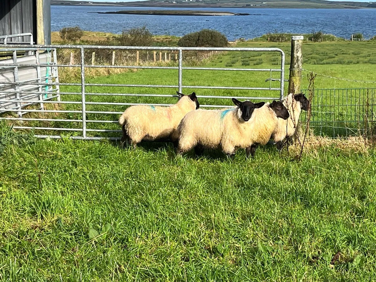 Organic Cheviot/suffolf cross ewe lambs - Image 3