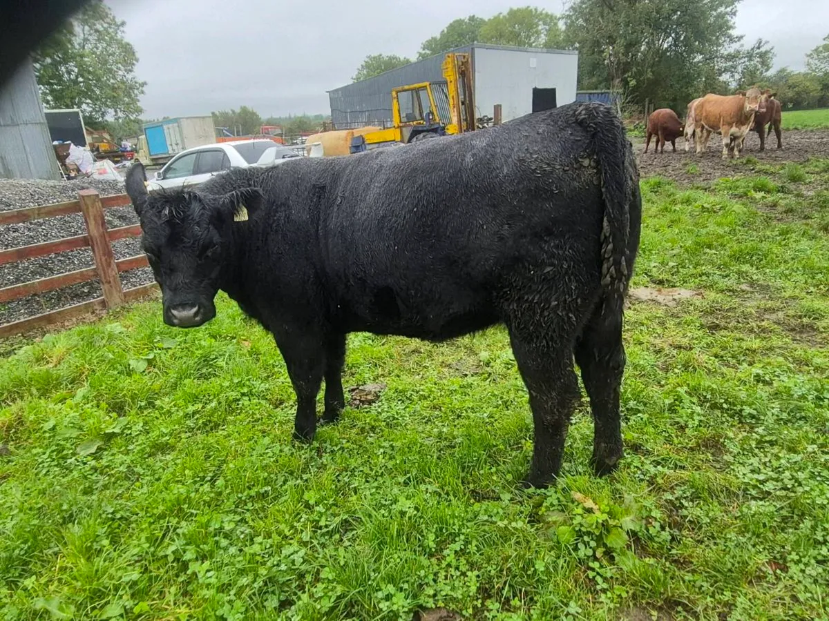 Pure bread Angus heifer - Image 1