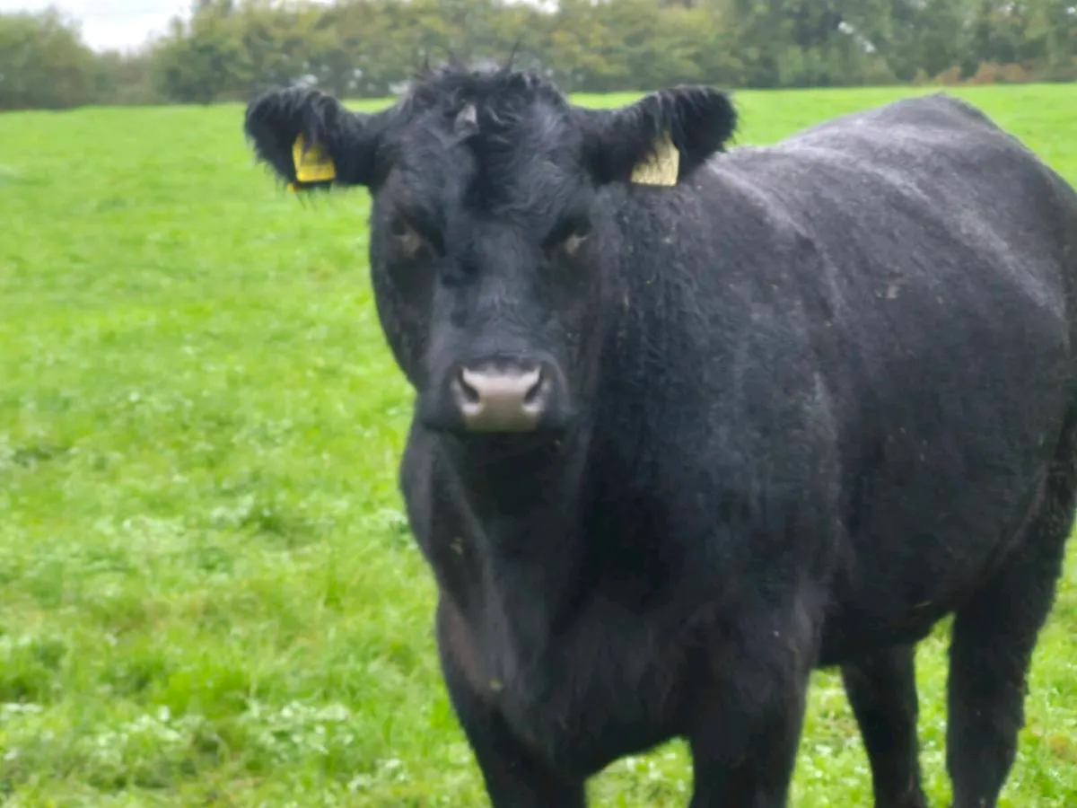 Pure bread Angus heifer - Image 2