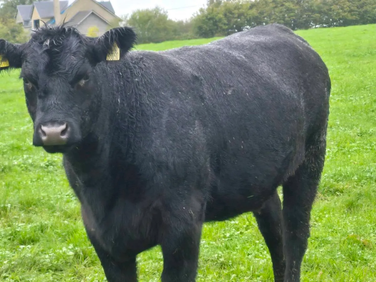 Pure bread Angus heifer - Image 3