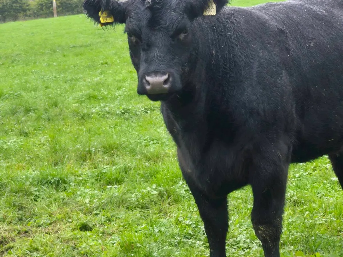 Pure bread Angus heifer - Image 4