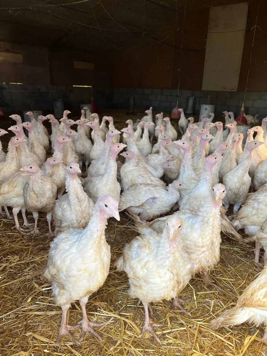 White and Bronze turkeys available - Image 4