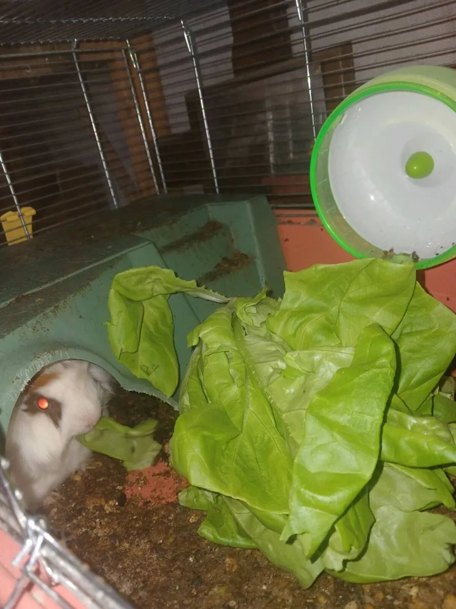 Female Guinea Pig - Image 2