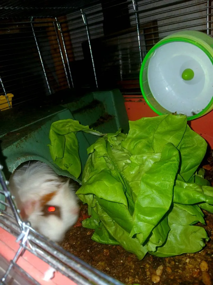 Female Guinea Pig - Image 3