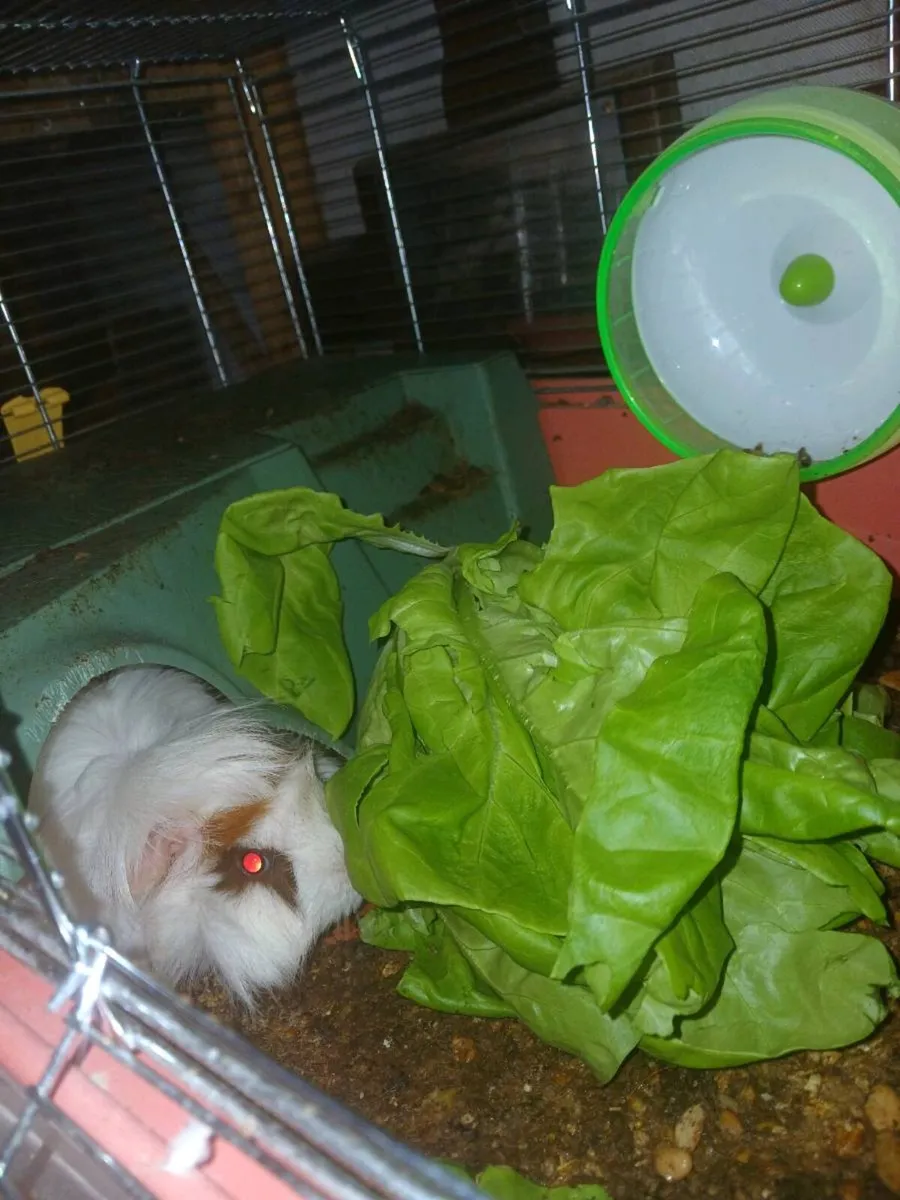 Female Guinea Pig - Image 1