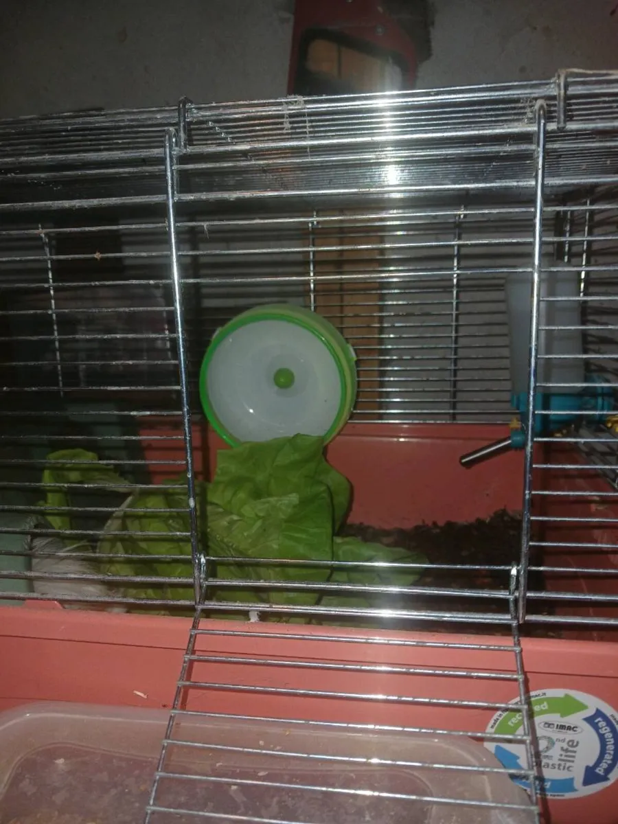 Female Guinea Pig - Image 4