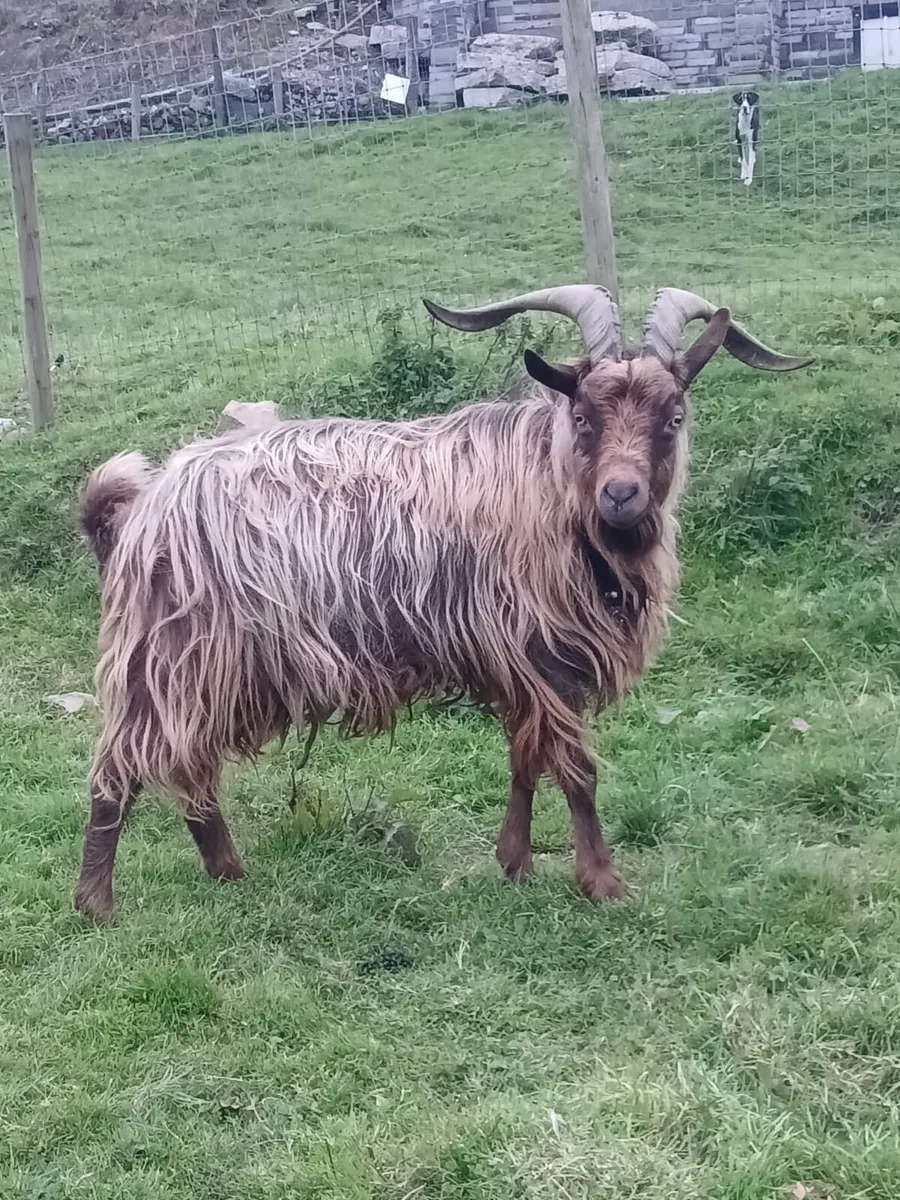 Old Irish puck goat & standard puck goat - Image 1