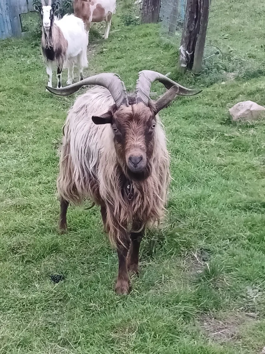 Old Irish puck goat & standard puck goat - Image 2