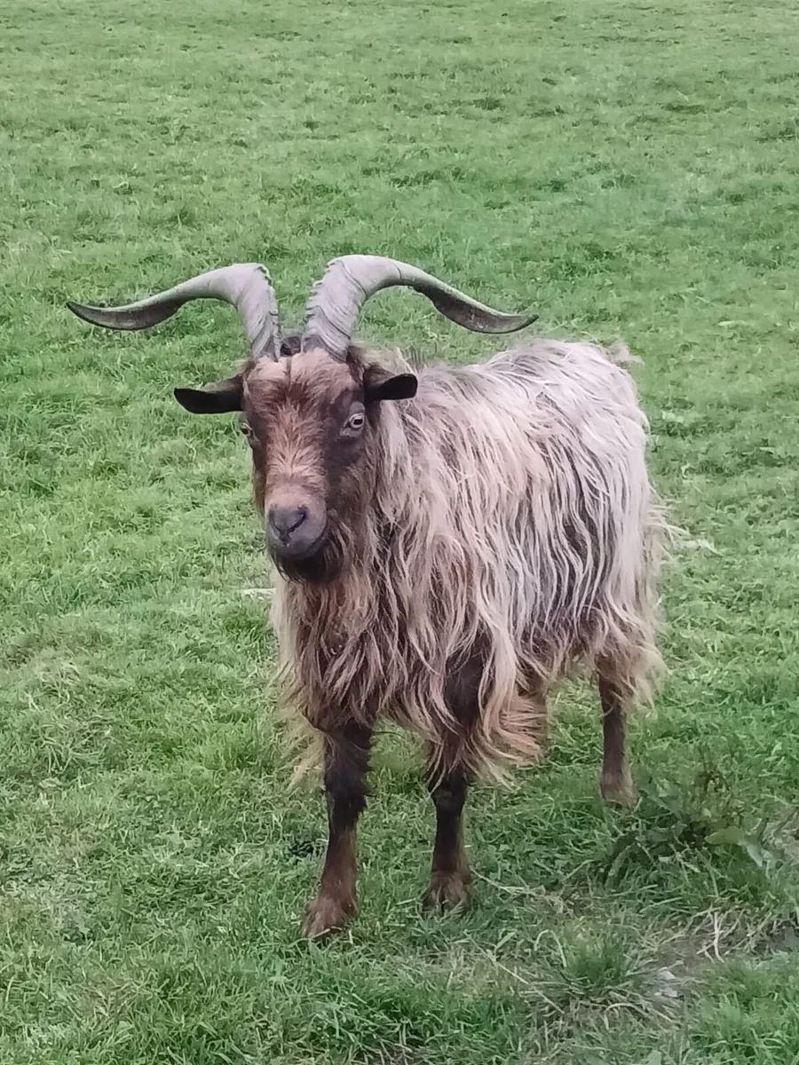 Old Irish puck goat & standard puck goat - Image 3