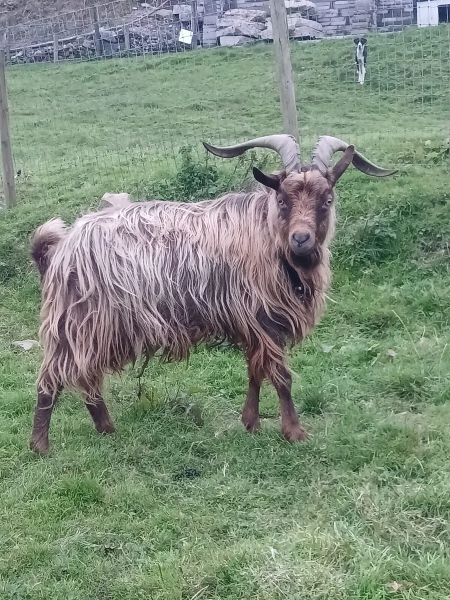 Old Irish puck goat & standard puck goat - Image 4