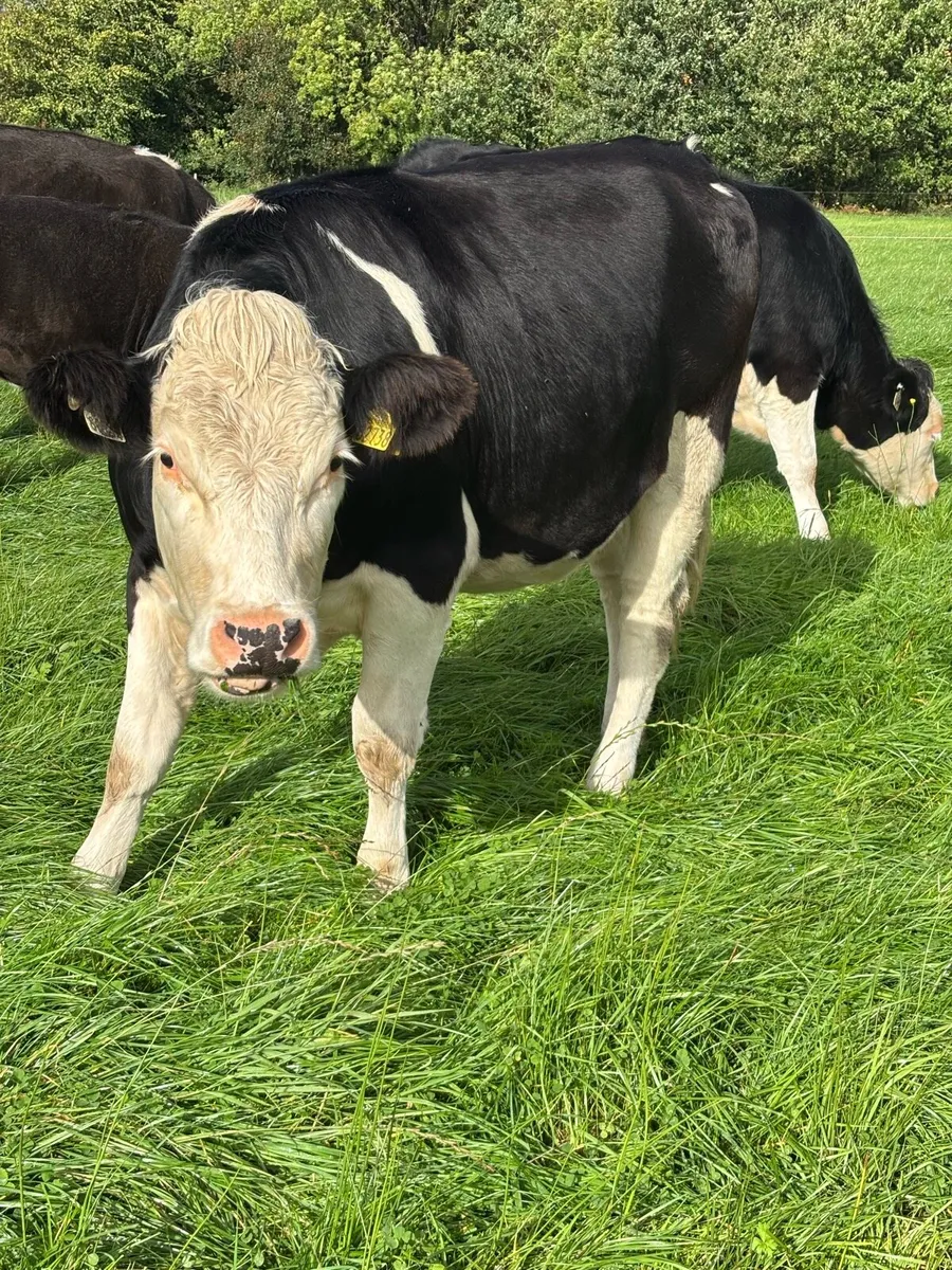 5 star incalf heifers - Image 3