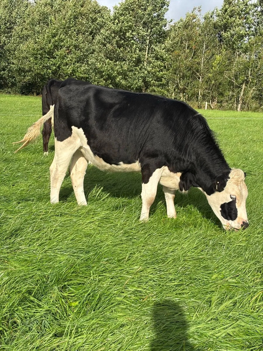 5 star incalf heifers - Image 4