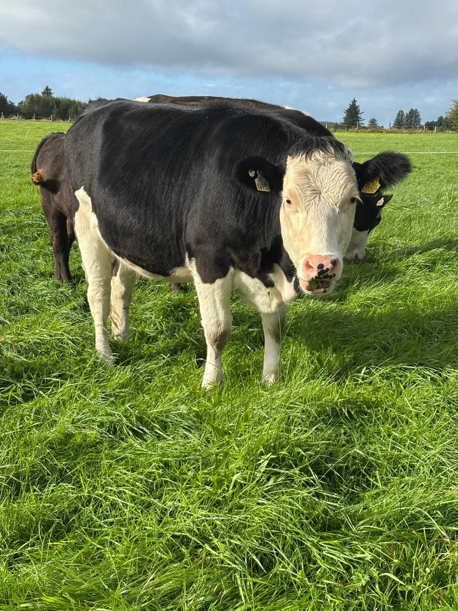 5 star incalf heifers - Image 2