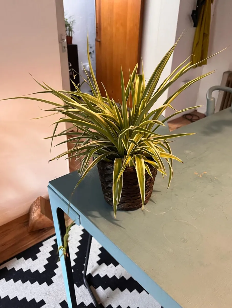 25 Potted Plants & 6 Boxes of Floral Styling Stock - Image 2