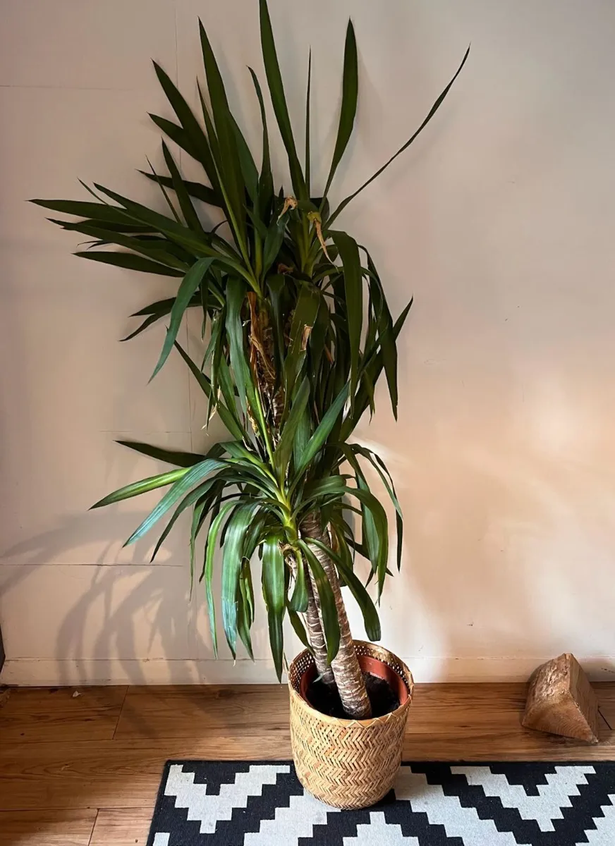 25 Potted Plants & 6 Boxes of Floral Styling Stock - Image 3