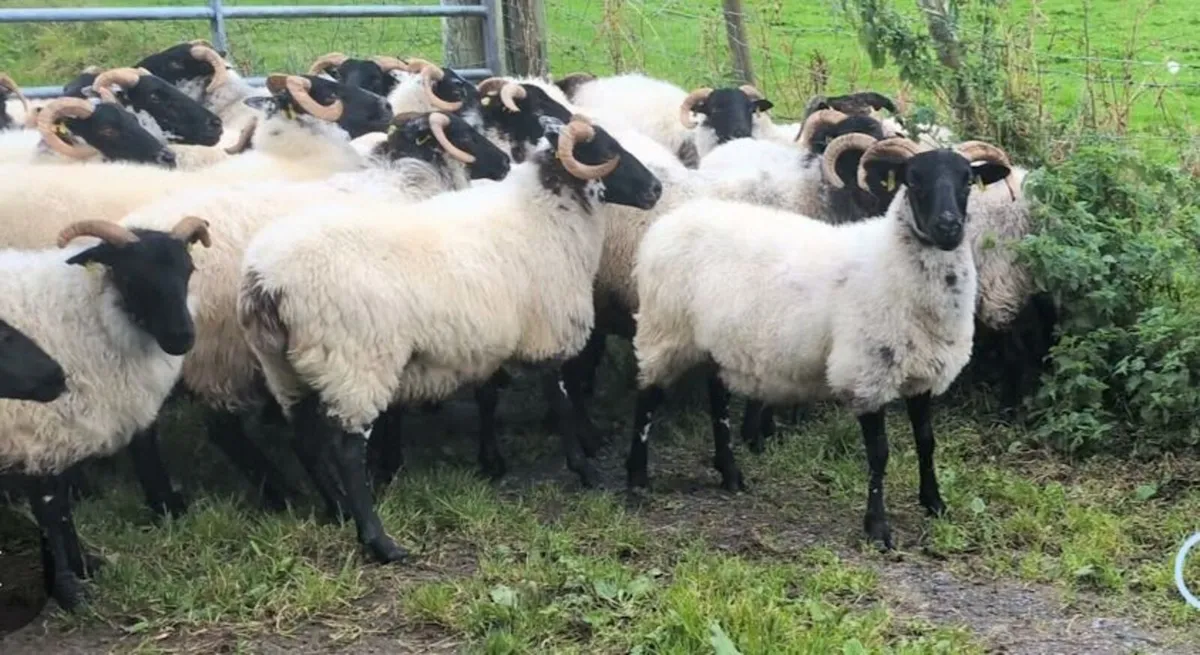 40 Blackface Mountain Hoggets - Image 1