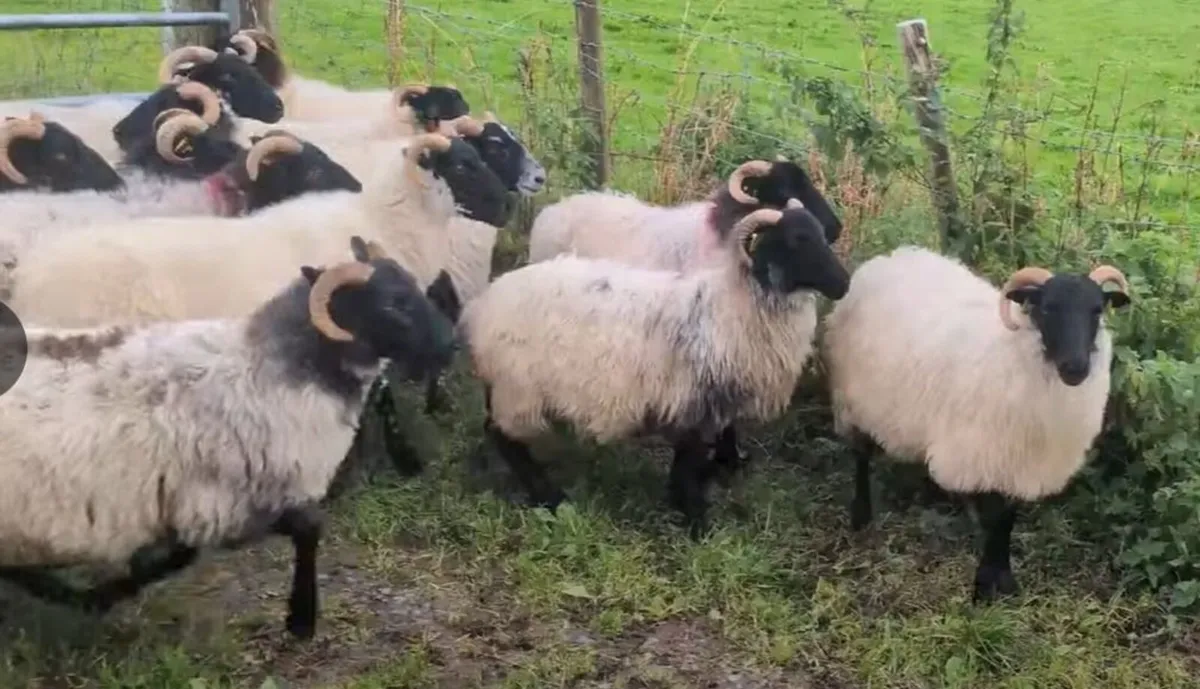 40 Blackface Mountain Hoggets - Image 3