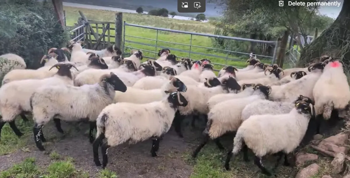 40 Blackface Mountain Hoggets - Image 4