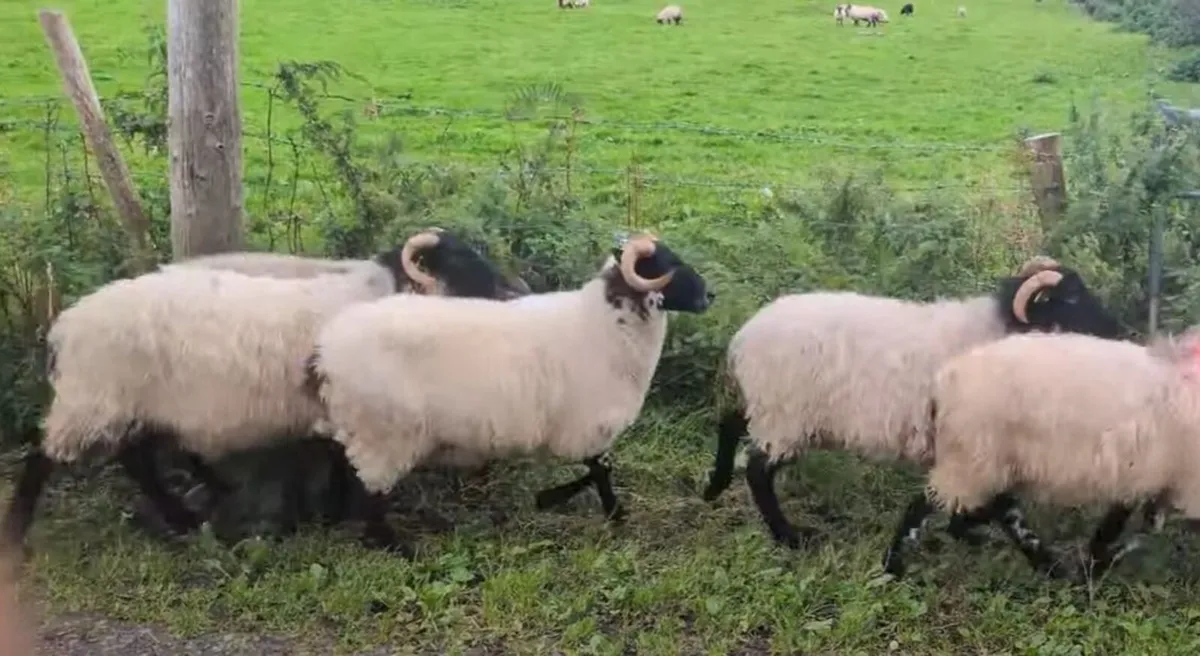40 Blackface Mountain Hoggets - Image 2