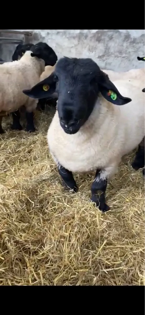 PBR Suffolk Ram & Ewe Lambs - Image 1