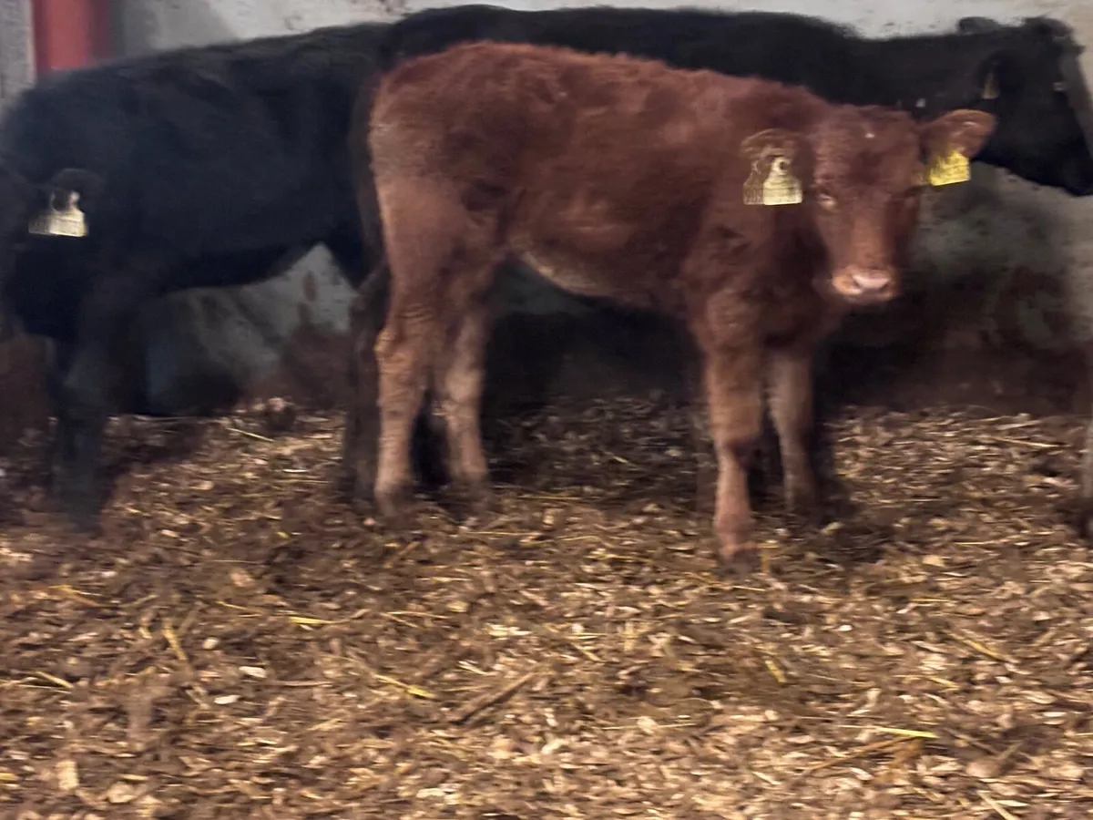 6 weanling heifers for sale @€570 - Image 2