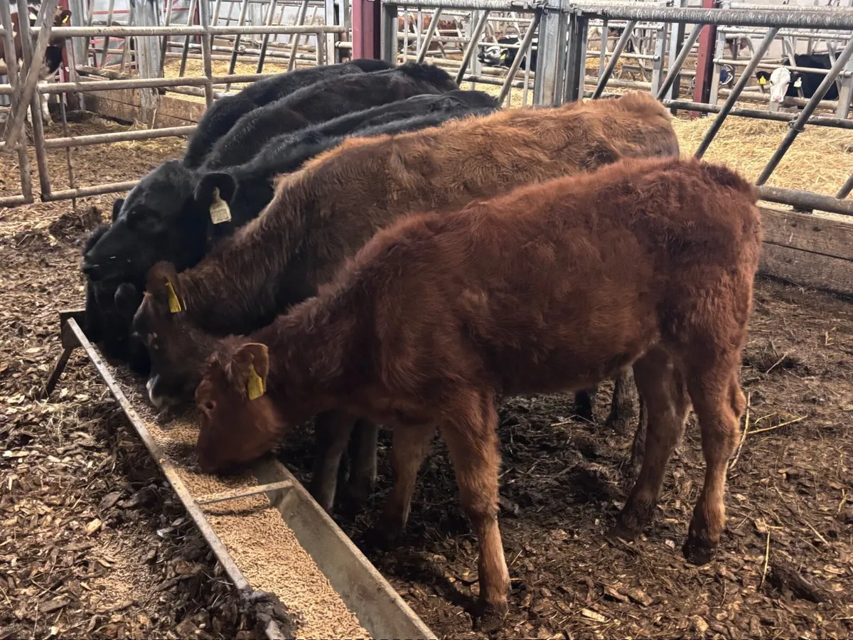 6 weanling heifers for sale @€570 - Image 3