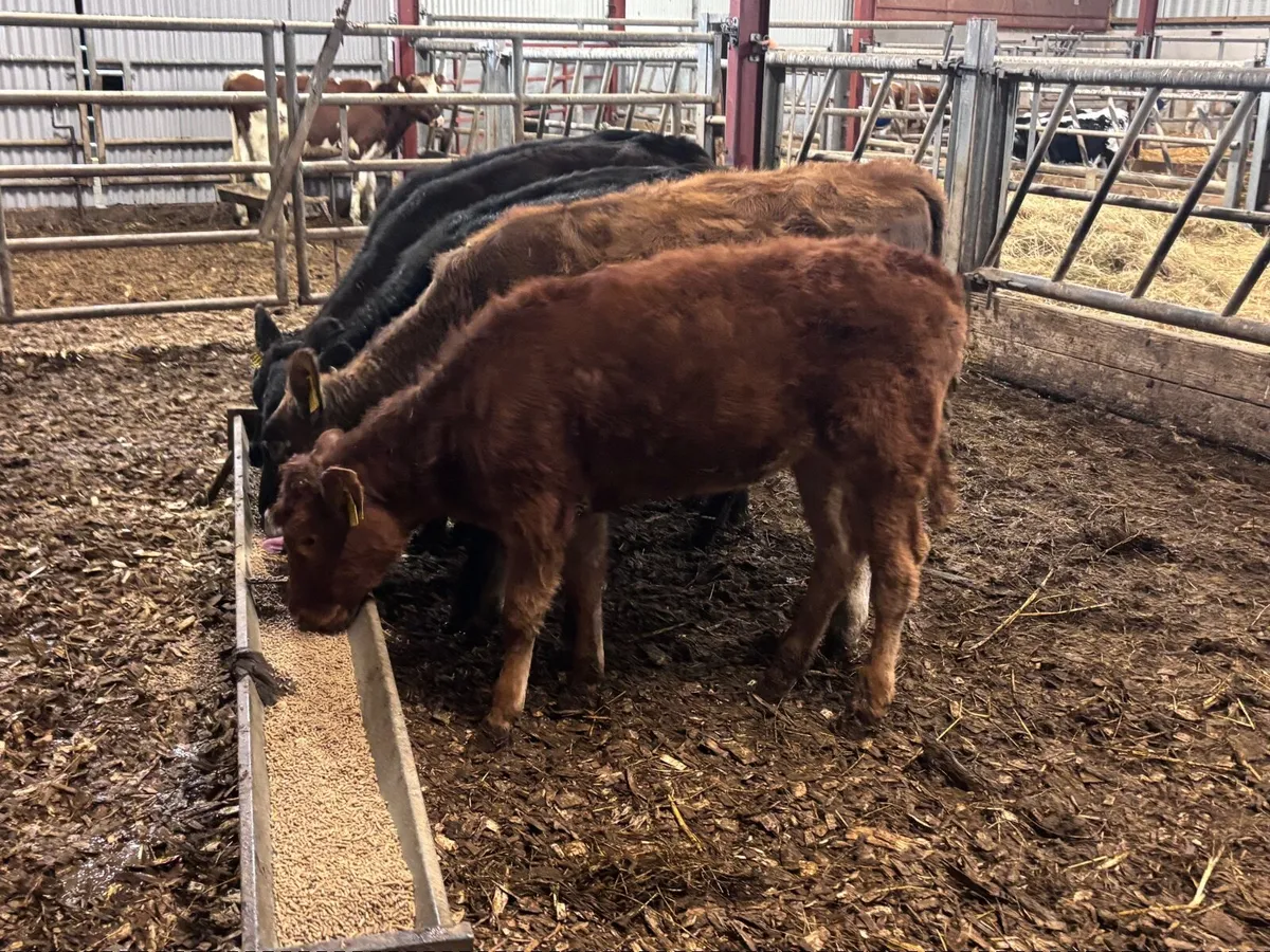 6 weanling heifers for sale @€570 - Image 4